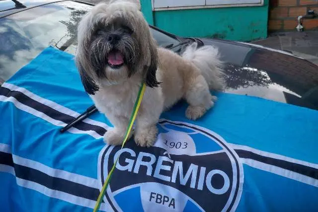 Cachorro ra a Shitzu idade 3 anos nome jake GRATIFICA