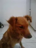 Bitoca