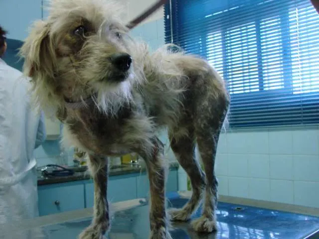 Cachorro ra a poodle idade 2 anos nome nao tem ainda