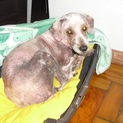 Cachorro ra a poodle idade 2 anos nome nao tem ainda