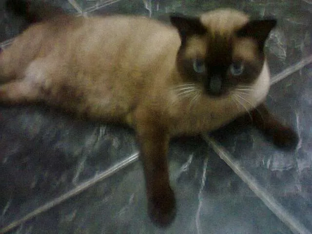 Gato ra a Siamês idade 2 anos nome Pinto