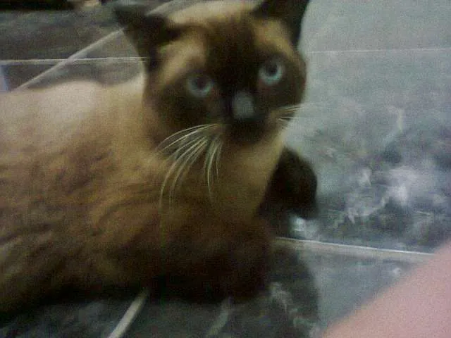 Gato ra a Siamês idade 2 anos nome Pinto