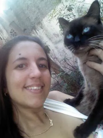 Gato ra a Siamês idade 2 anos nome Pinto