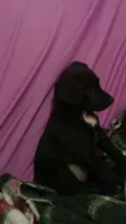 Não têm