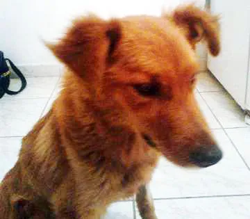 Cachorro ra a SRD idade 1 ano nome Bitoca