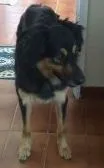 Joca