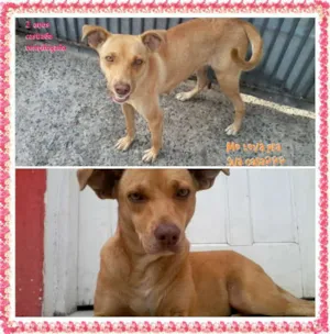 Cachorro raça SRD idade 2 anos nome TURQUESA