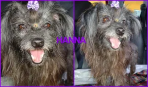 Cachorro raça srd idade 6 ou mais anos nome hanna
