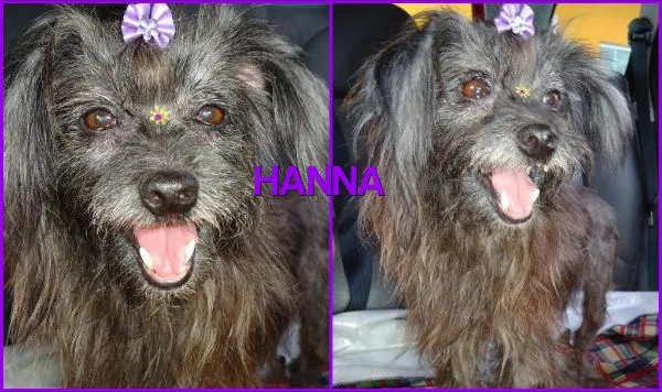 Cachorro ra a srd idade 6 ou mais anos nome hanna