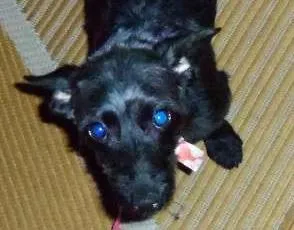 Cachorro raça SRD idade 7 a 11 meses nome Pitucha