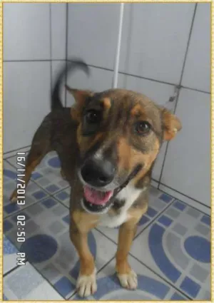 Cachorro raça SRD idade 2 anos nome Bethoveen