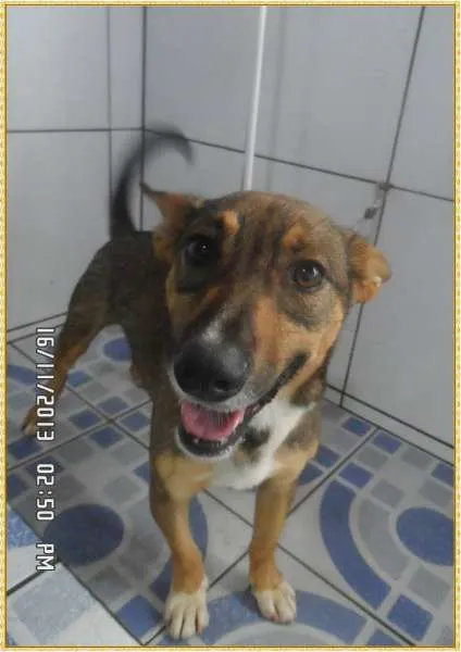 Cachorro ra a SRD idade 2 anos nome Bethoveen