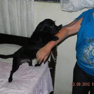 Cachorro raça Pincher com Poodle idade 4 anos nome Leo