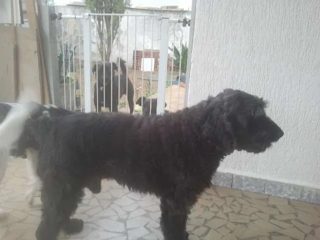 Cachorro ra a Poodle idade 4 anos nome FRED