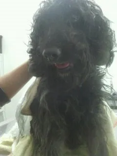 Cachorro ra a Poodle idade 4 anos nome FRED