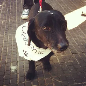 Cachorro raça Mistura Daschund idade 6 ou mais anos nome Pretinha