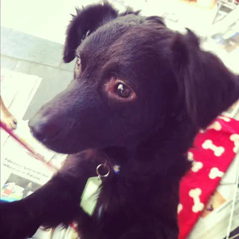 Cachorro ra a SRD idade 1 ano nome Igor