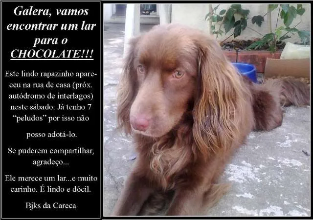 Cachorro ra a indefinida idade 7 a 11 meses nome Chocolate