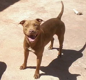 Cachorro raça Pit bull idade 2 anos nome Aquiles GRATIFICA