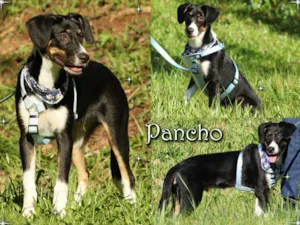Cachorro raça SRD idade 2 a 6 meses nome Pancho