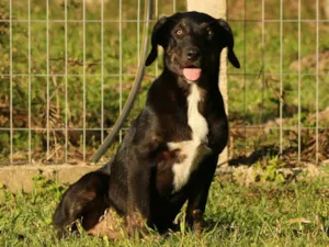 Cachorro raça srd idade 2 a 6 meses nome Bartolomeu