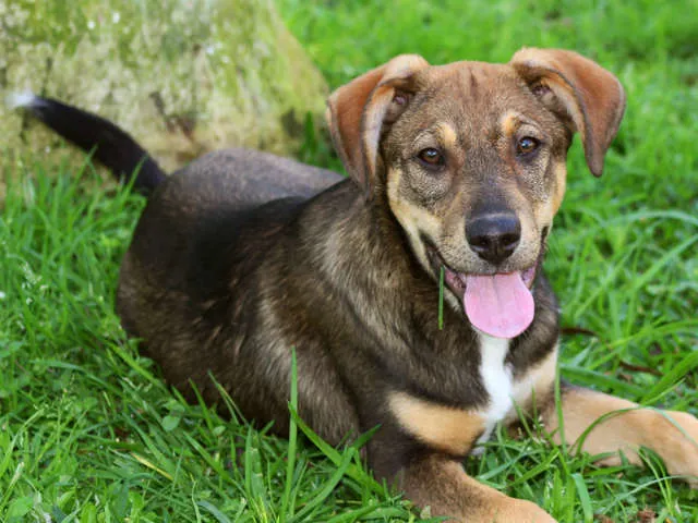Cachorro ra a SRD idade 2 a 6 meses nome Nuno