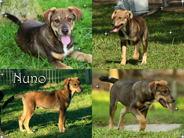 Cachorro ra a SRD idade 2 a 6 meses nome Nuno