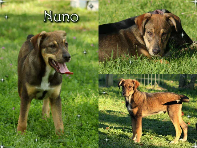 Cachorro ra a SRD idade 2 a 6 meses nome Nuno