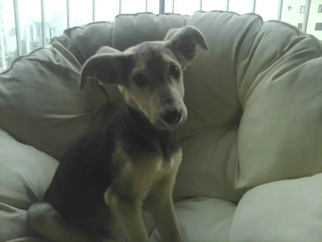 Cachorro ra a SRD idade 2 a 6 meses nome Jorginho