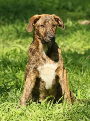 Cachorro raça srd idade 2 a 6 meses nome Valentin
