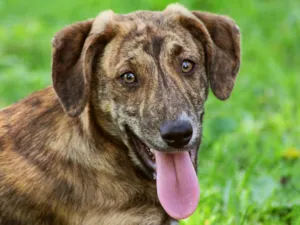Cachorro raça SRD idade 2 a 6 meses nome Abigail