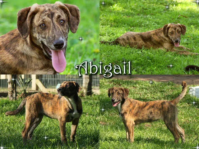 Cachorro ra a SRD idade 2 a 6 meses nome Abigail