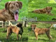 Abigail