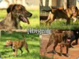 Abigail