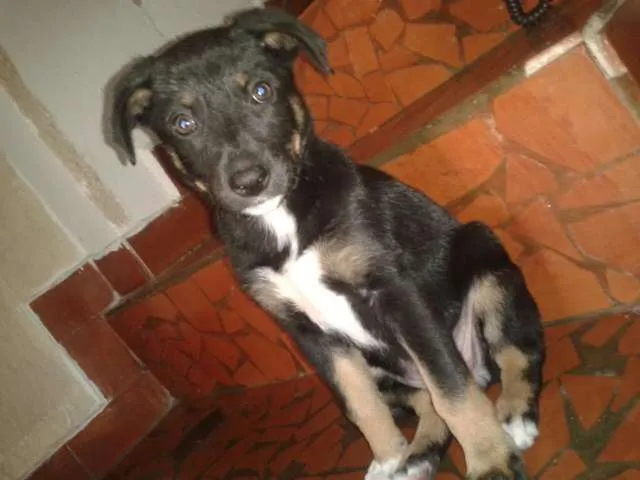 Cachorro ra a Mestiça idade Abaixo de 2 meses nome Nina