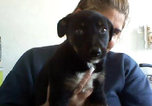 Cachorro ra a Mestiça idade Abaixo de 2 meses nome Nina
