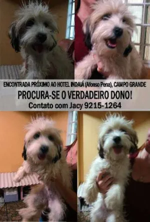 Cachorro raça SRD idade  nome ENCONTRADA