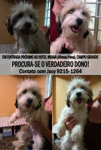 Cachorro ra a SRD idade nome ENCONTRADA