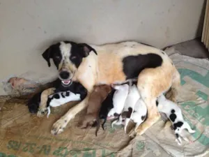 Cachorro raça  idade Abaixo de 2 meses nome SUSY