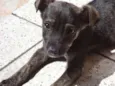 Pequeno