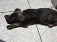 Pequeno