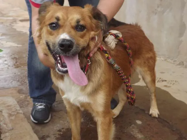 Cachorro ra a srd idade 7 a 11 meses nome sem nome