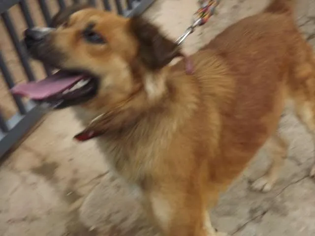 Cachorro ra a srd idade 7 a 11 meses nome sem nome