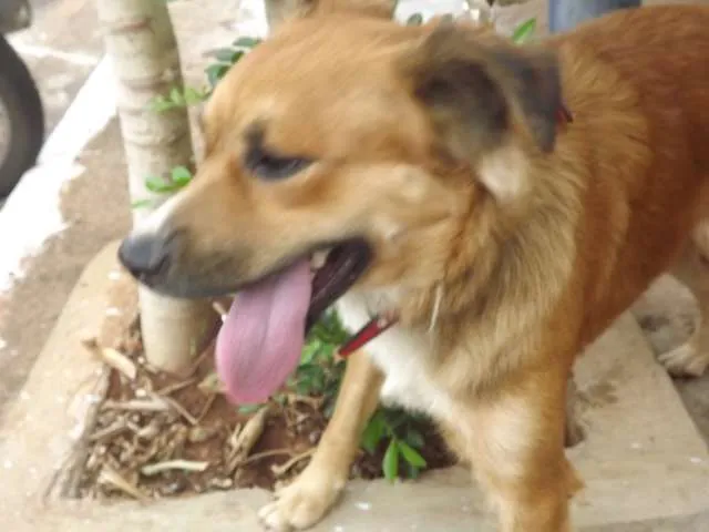 Cachorro ra a srd idade 7 a 11 meses nome sem nome