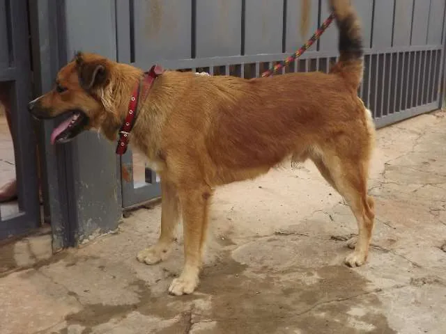 Cachorro ra a srd idade 7 a 11 meses nome sem nome