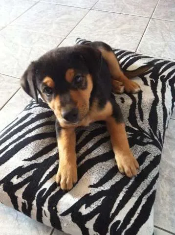 Cachorro ra a SRD idade Abaixo de 2 meses nome frederico