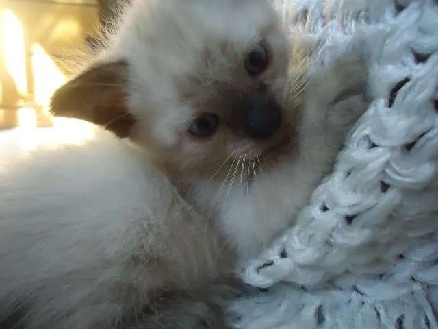 Gato ra a indefinida idade 2 a 6 meses nome Margarido