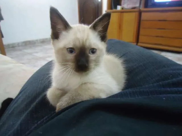 Gato ra a indefinida idade 2 a 6 meses nome Margarido