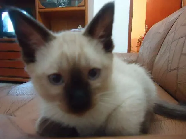 Gato ra a indefinida idade 2 a 6 meses nome Margarido