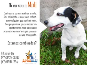 Cachorro raça SRD idade 7 a 11 meses nome Moli